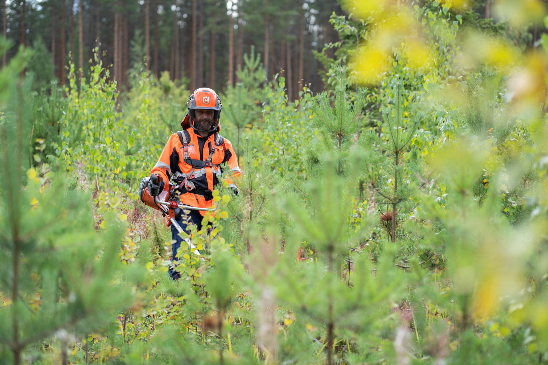 Metsien kasvuun ja terveyteen panostaminen on keskeistä