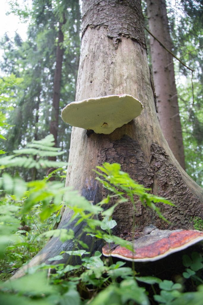 Murkna träd ökar skogens mångfald.