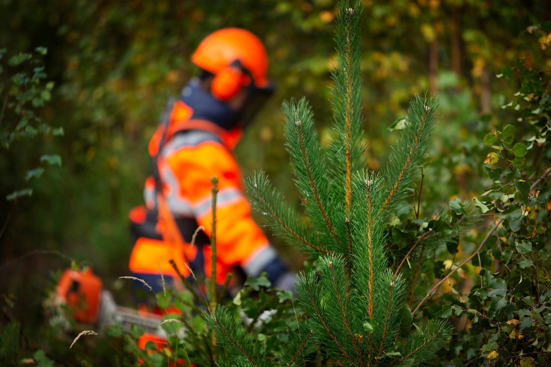 Webinaari:  Työturvallisuus omatoimisissa metsätöissä