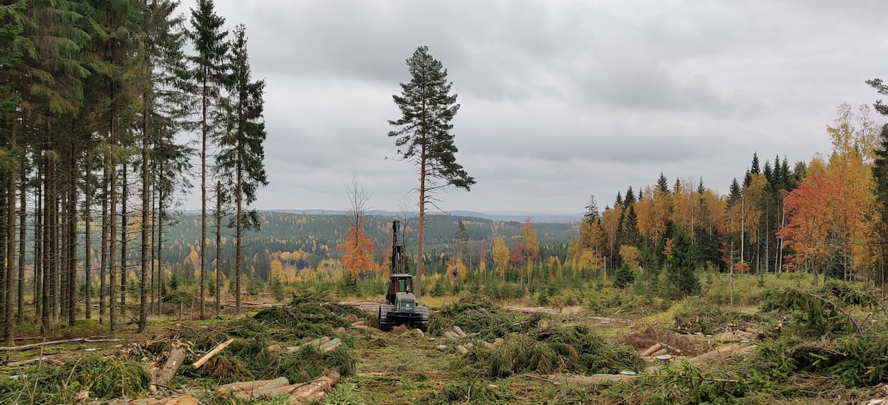 Keski-Suomen puumarkkinakatsaus: takana vilkas puukauppakevät