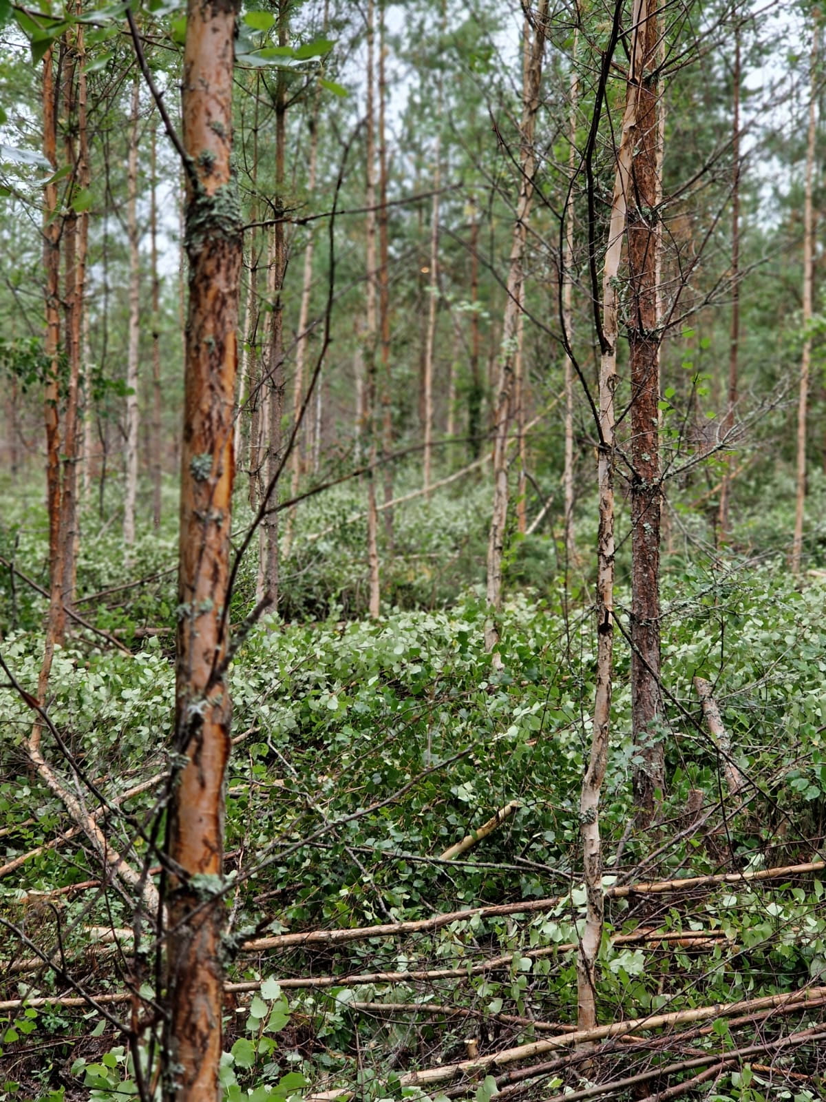 Aktivoinnilla ja tiedolla elinvoimaa Lakeuden metsiin -hanke