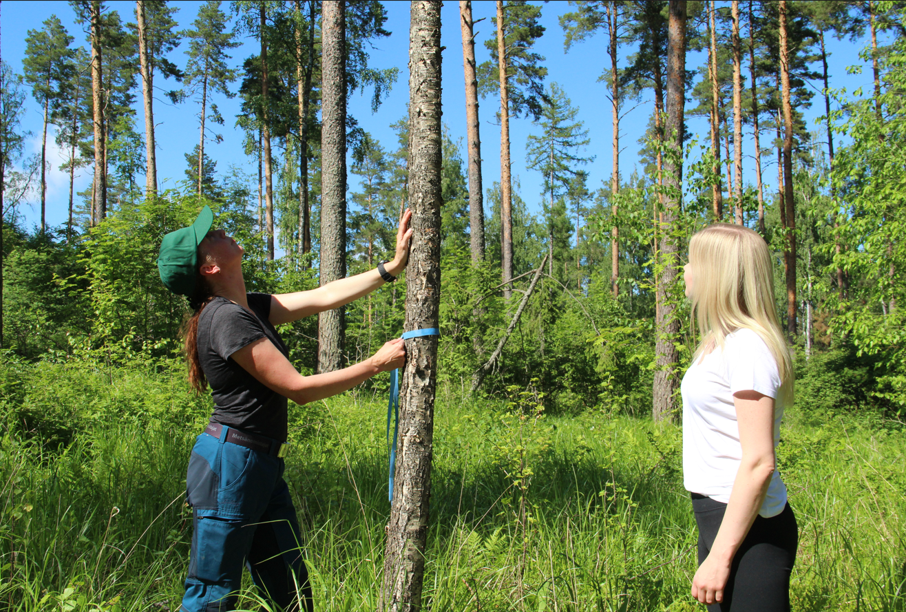 Uudet metsän harvennusmallit metsänomistajan valitsemilla tavoitteilla