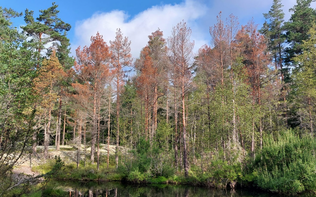 Silmät auki kaarnakuoriaistuhoille
