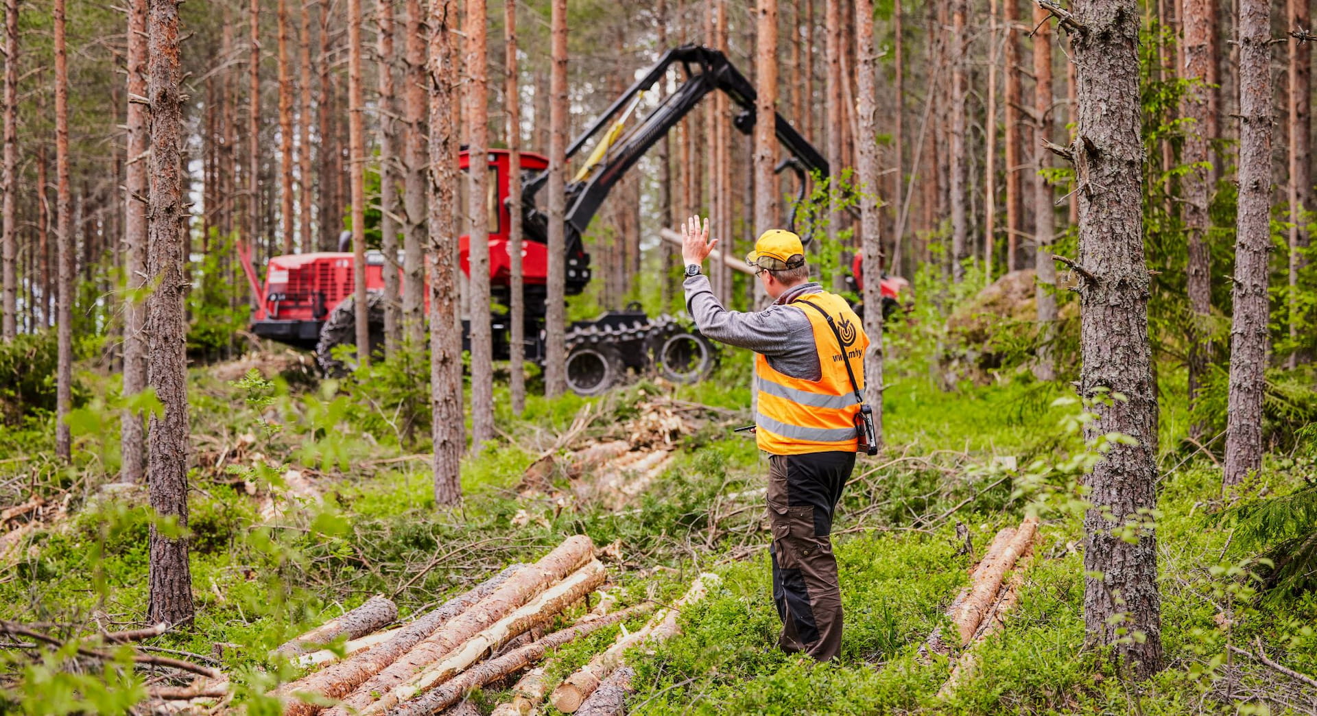 Etelä-Suomen puumarkkinakatsaus: Metsänomistajat tyytyväisiä puukauppaan – alkukesä on kiireistä aikaa myös Etelä-Suomen metsissä 