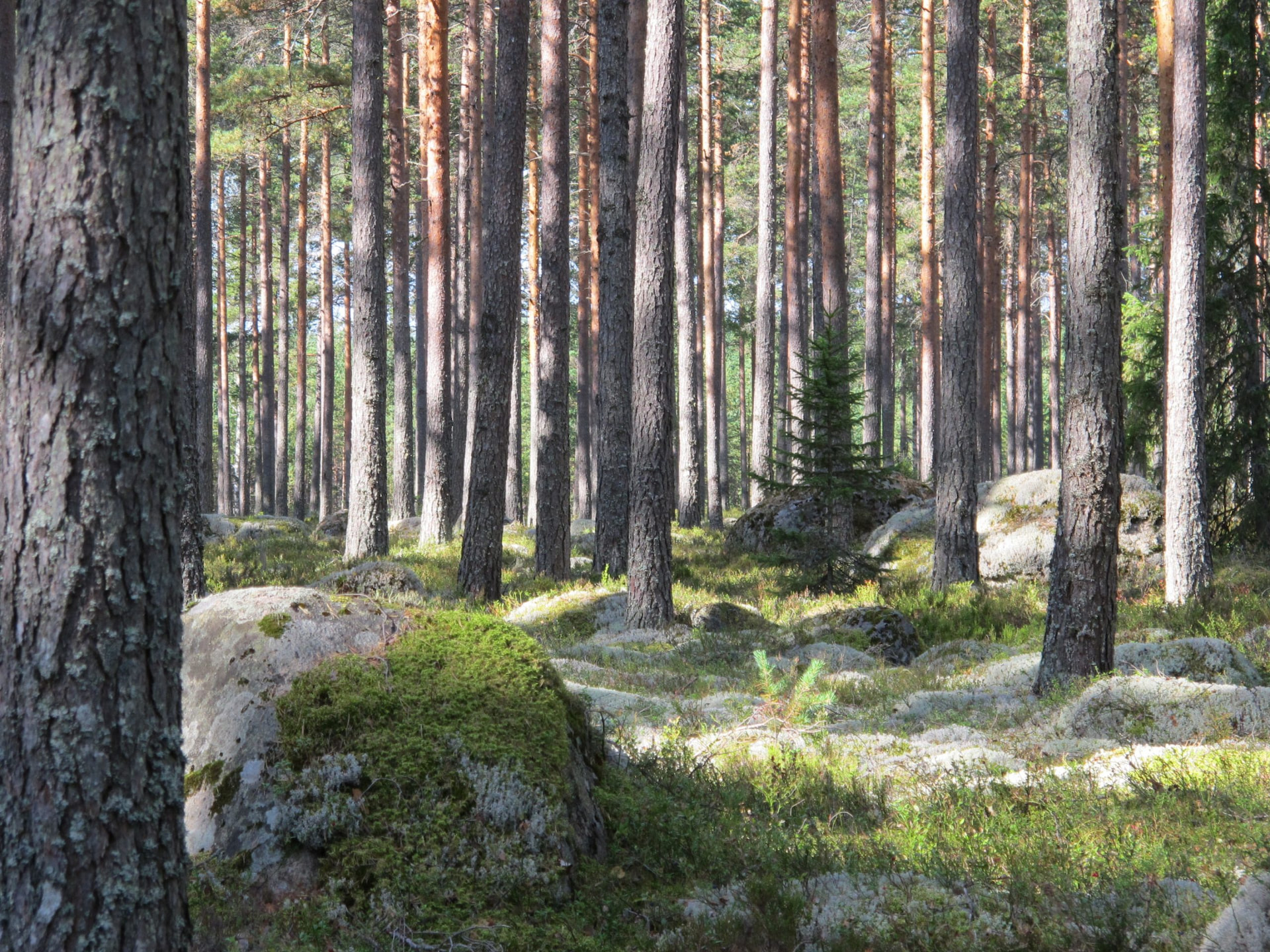 Elinvoimaa Lakeuden metsiin